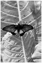Butterfly and leaf, Sentosa Island. Singapore (black and white)