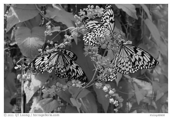 Butterflies and flowers, Sentosa Island. Singapore (black and white)
