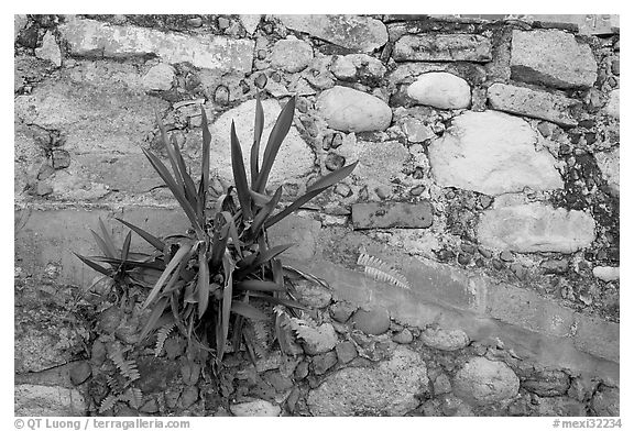Succulent plant growing out of old wall, Puerto Vallarta, Jalisco. Jalisco, Mexico (black and white)
