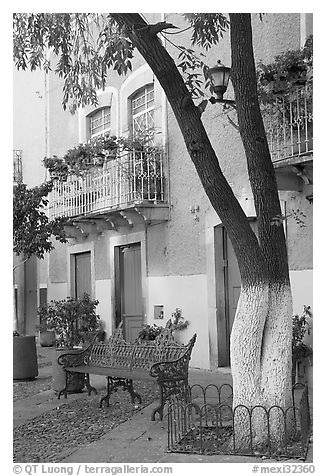 Tree, publich bench, and house on Plazuela San Fernando. Guanajuato, Mexico (black and white)