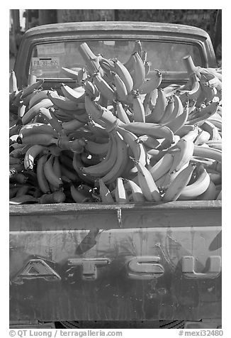 Bananas in the back of a pick-up truck. Mexico (black and white)