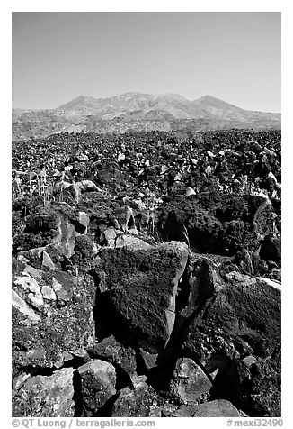 Hardened lava field. Mexico (black and white)