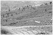 Agave field on rolling hills. Mexico (black and white)