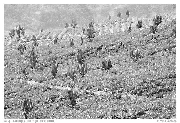 Cactus amongst agave field. Mexico (black and white)