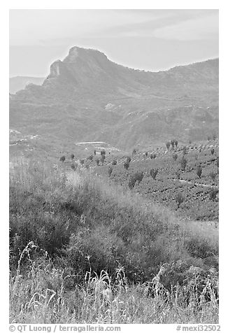 Grasses, agaves, and mountains. Mexico (black and white)