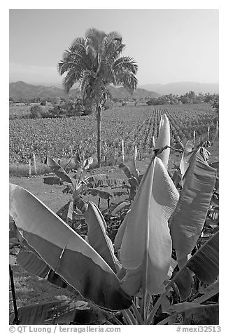 Banana trees, palm tree, and tobbaco field. Mexico
