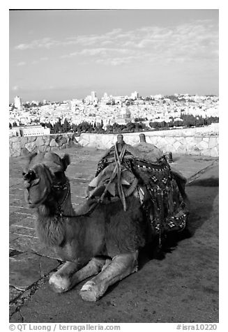 Camel with town skyline in the background. Jerusalem, Israel (black and white)