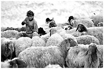 Bedouin girl feeding water to a hard of sheep, Judean Desert. West Bank, Occupied Territories (Israel) ( black and white)