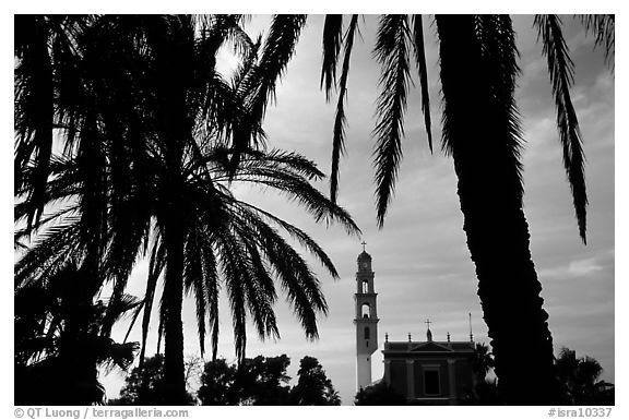 Palm tree and tower, Jaffa, Tel-Aviv. Israel (black and white)