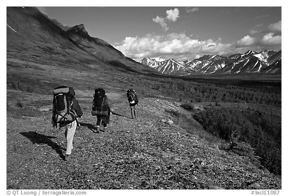 Backpackers with big  packs walking on the tundra. Lake Clark National Park, Alaska