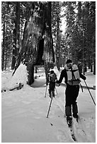 Skiers approaching the California Tunnel Tree, Mariposa Grove. Yosemite National Park, California (black and white)