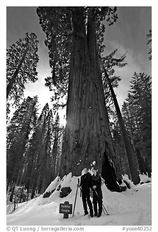 Skiers at the base of tree named Faithful couple tree in winter. Yosemite National Park, California