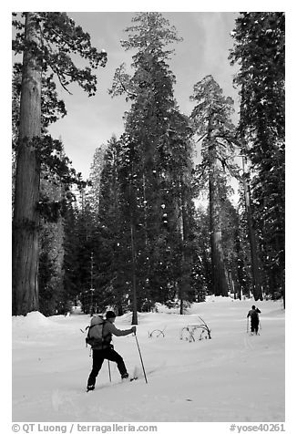 Cross-country skiing in the remote Upper Mariposa Grove. Yosemite National Park, California