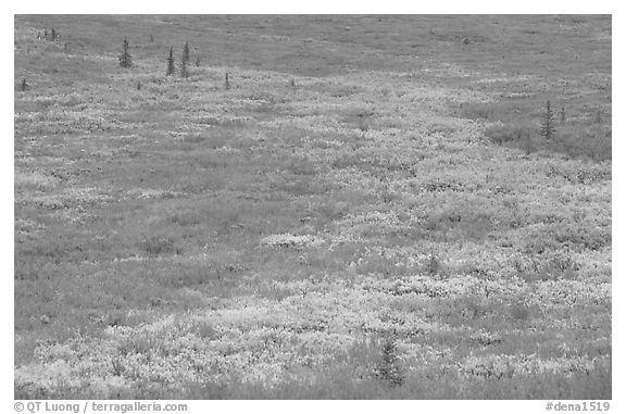 Tundra in fall colors. Denali National Park (black and white)
