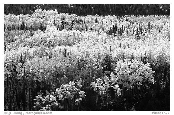 Aspen trees in bright autumn colors, Riley Creek drainage. Denali National Park (black and white)