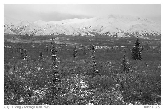 Spruce trees, tundra, and peaks with fresh snow. Denali National Park (black and white)