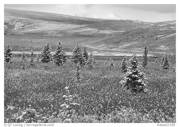 Dusting of snow on the tundra and spruce trees. Denali National Park (black and white)