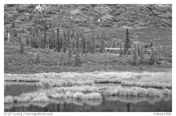 Pond, spruce trees and tundra near Wonder Lake. Denali National Park, Alaska, USA.