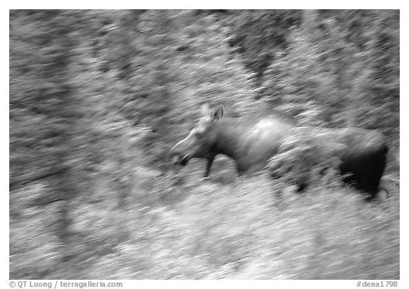 Cow Moose with motion blur. Denali National Park (black and white)