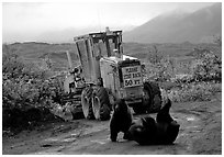 Two Grizzly bears playing. Denali National Park, Alaska, USA. (black and white)