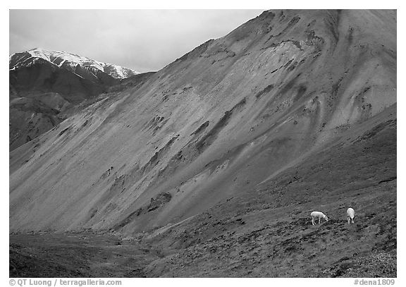 Dall sheep near Sable Pass. Denali National Park, Alaska, USA.