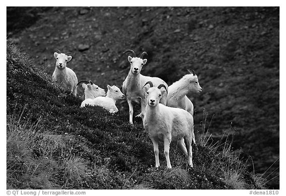 Group of Dall sheep. Denali National Park, Alaska, USA.