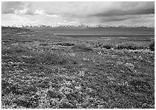 Red tundra flat and Alaska Range in the distance. Denali National Park, Alaska, USA. (black and white)