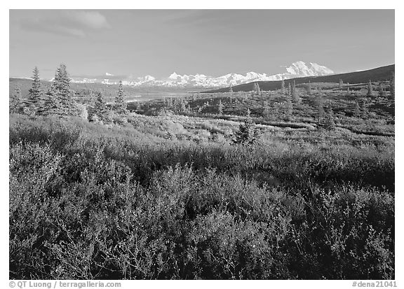 Tundra in autumn colors and snowy mountains of Alaska Range. Denali National Park (black and white)