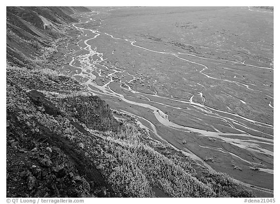 Aspen trees bordering immense sand bar valley with braids of the McKinley River. Denali National Park, Alaska, USA.