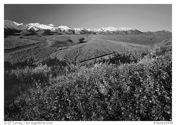 Berry plants, wide valley and gravel bars from seen from above, morning. Denali National Park, Alaska, USA.