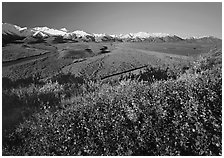 Berry plants, wide valley and gravel bars from seen from above, morning. Denali National Park, Alaska, USA. (black and white)