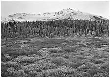 Tundra, spruce trees, and mountains with fresh snow in fall. Denali National Park, Alaska, USA. (black and white)