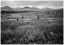 Mosaic of colors on tundra and lower peaks in stormy weather. Denali National Park, Alaska, USA. (black and white)