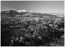 Late afternoon light on tundra and smaller mountain range. Denali National Park, Alaska, USA. (black and white)