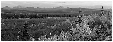 Tundra and Alaska range in autumn. Denali  National Park (Panoramic black and white)
