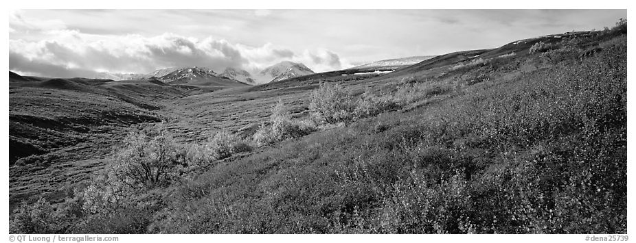 Northern mountain landscape in autumn. Denali National Park (black and white)