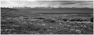 Tundra landscape with red berry plants and Alaskan mountains. Denali National Park (Panoramic black and white)