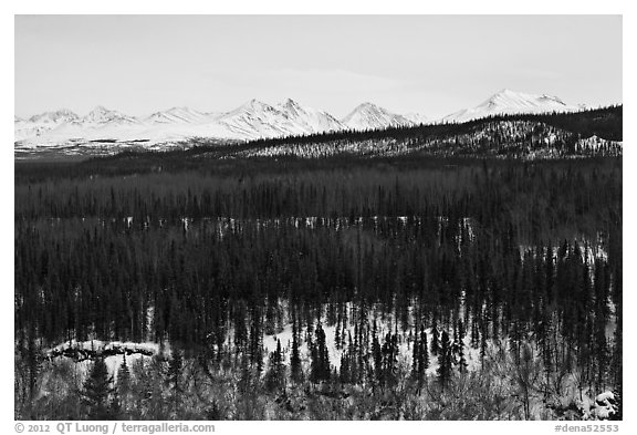 Bare forest in winter. Denali National Park (black and white)