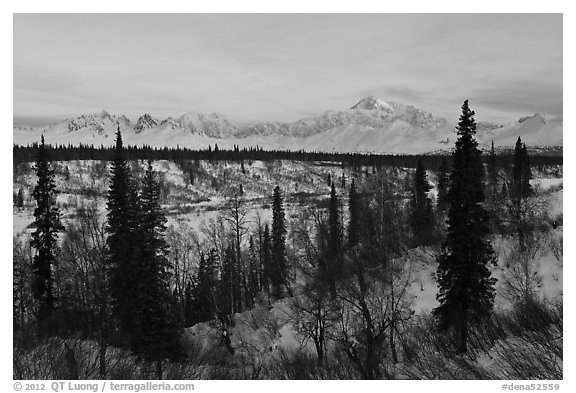 Alaska range and boreal forest in winter. Denali National Park, Alaska, USA.