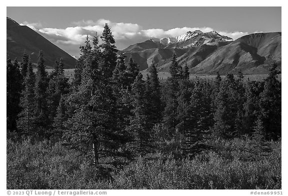 Autumn landscape with spruce trees and berry plants. Denali National Park (black and white)