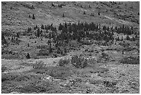 Rocks, berry plants, and spruce in autumn. Denali National Park ( black and white)