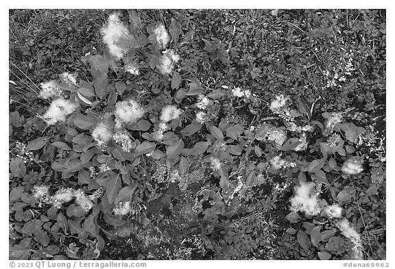 Close up of tundra leaves in autumn. Denali National Park (black and white)