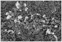 Close up of tundra leaves in autumn. Denali National Park ( black and white)