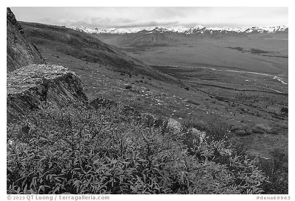 Shrubs, tundra, and snowy mountains. Denali National Park (black and white)