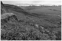 Shrubs, tundra, and snowy mountains. Denali National Park ( black and white)