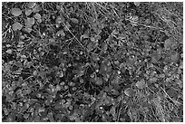 Close up of ground leaves. Denali National Park ( black and white)