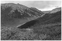 Berry plants and Savage River Valley in autumn. Denali National Park ( black and white)