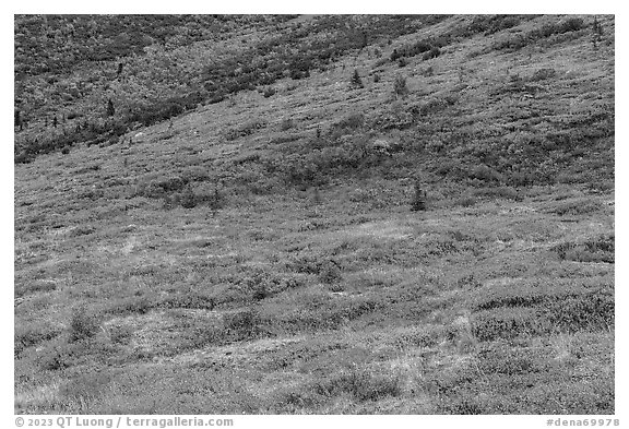 Slopes with autunm foliage. Denali National Park (black and white)