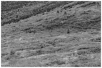 Slopes with autunm foliage. Denali National Park ( black and white)