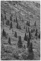 Spruce trees on slope. Denali National Park ( black and white)